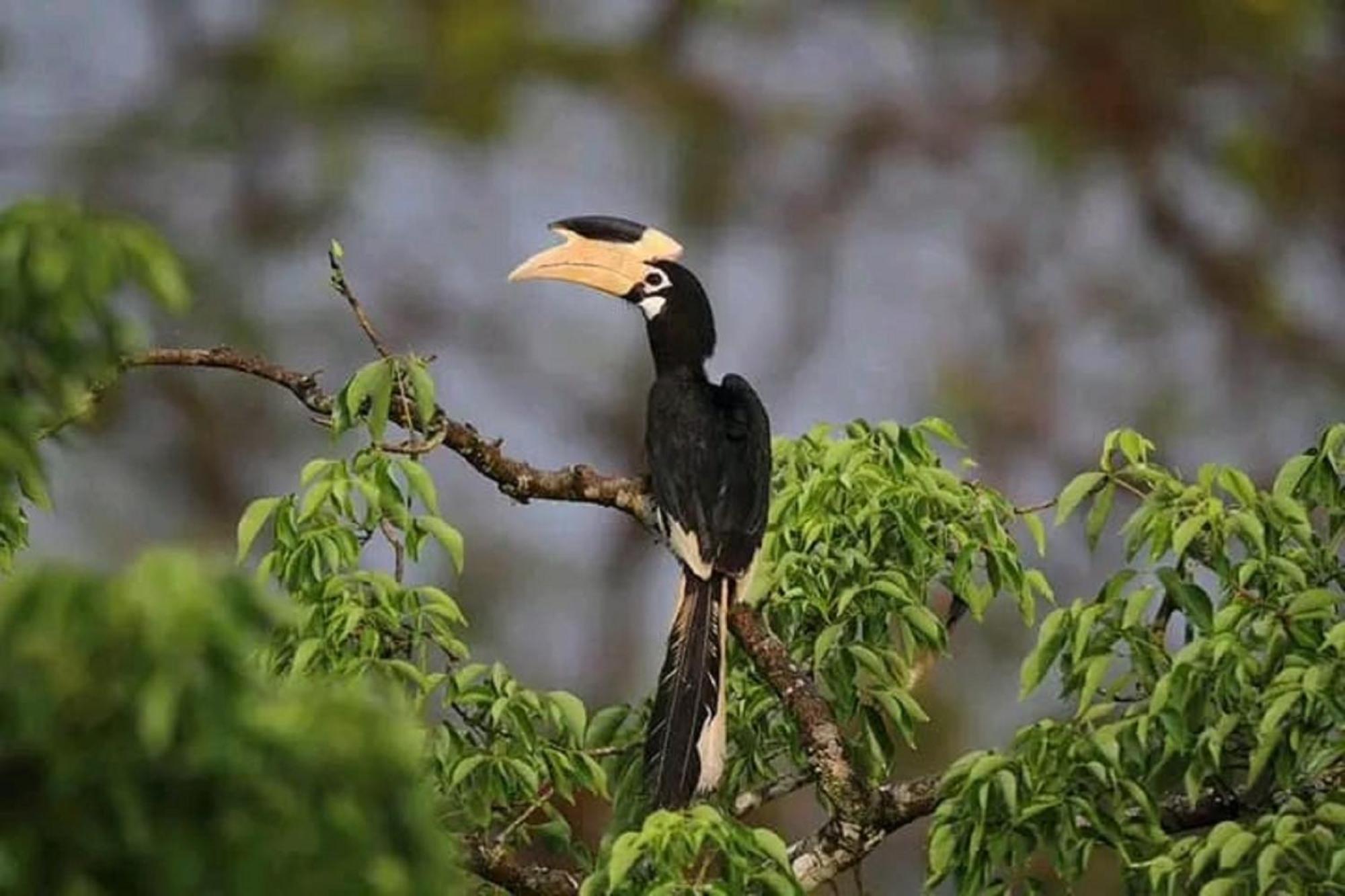 Sigiri Birds Hostel Sigiriya Exterior photo